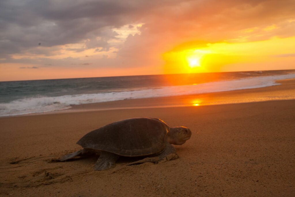 AQUILA, MICHOACÁN, 21JULIO2017. La playa Ixtapilla, ubicada en este municipio, recibe anualmente alrededor de 70 mil tortugas golfinas que desovan cerca de seis millones de huevos, mientras que la playa de Colola es el sitio preferido de la tortuga negra, y la de Mexiquillo de la tortuga laúd o tortuga gigante. Esta última no ha superado la disminución de su especie, pues sólo llegan 50 ejemplares al año, aunque en 2002 únicamente seis hembras. FOTO: JUAN JOSÉ ESTRADA SERAFÍN / CUARTOSCURO.COM